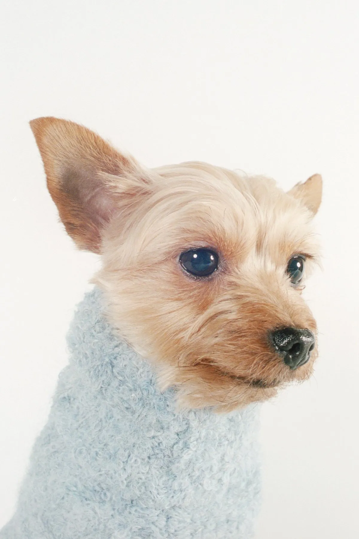 DOG SWEATER - cloud