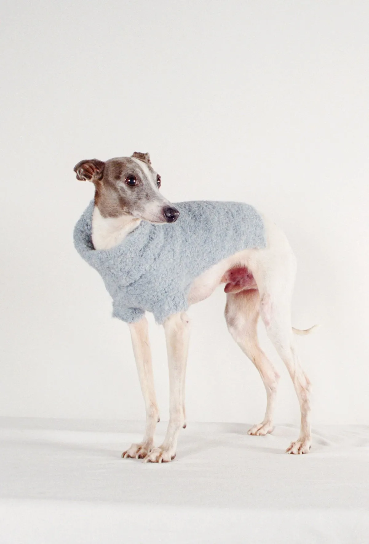 DOG SWEATER - cloud