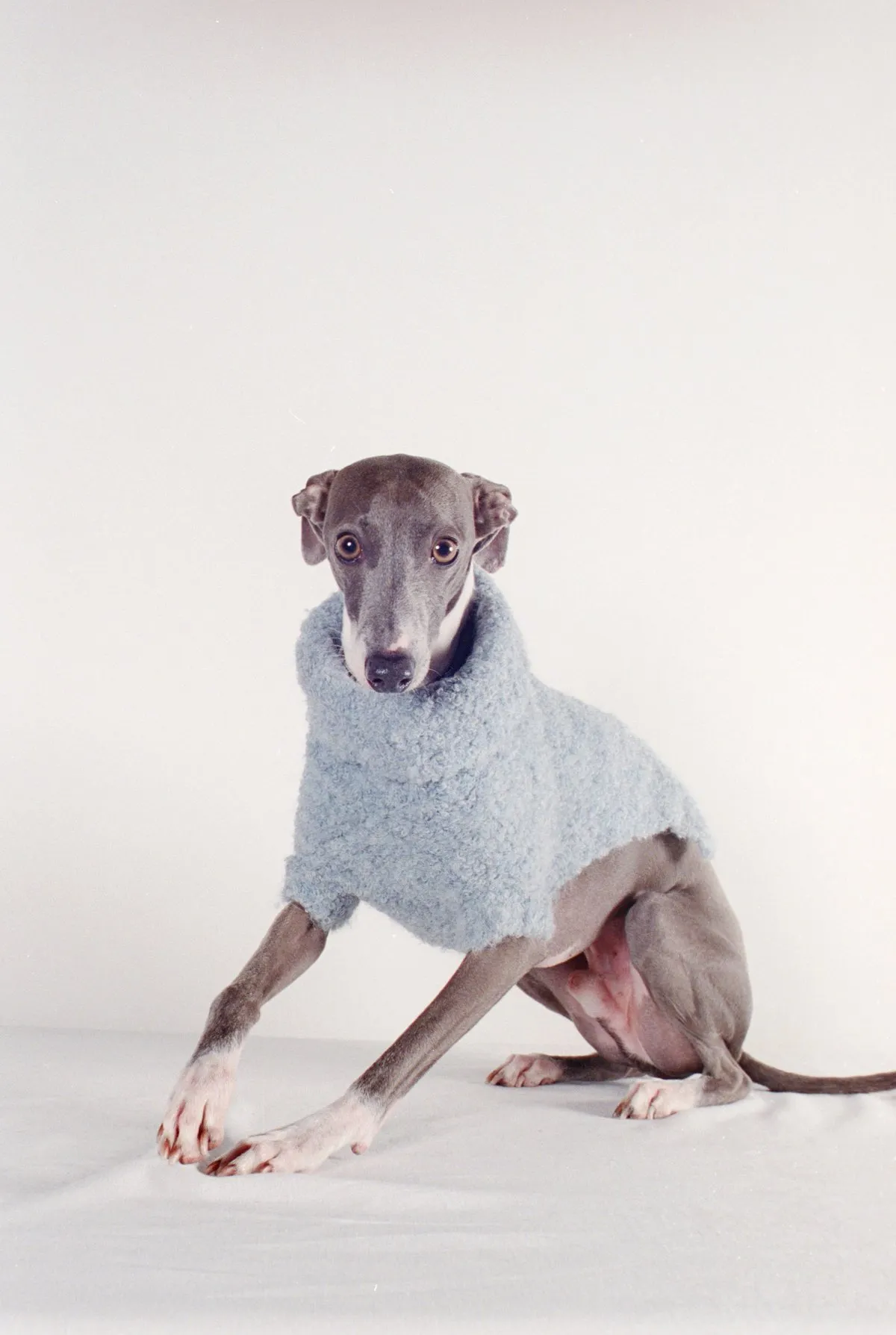 DOG SWEATER - cloud